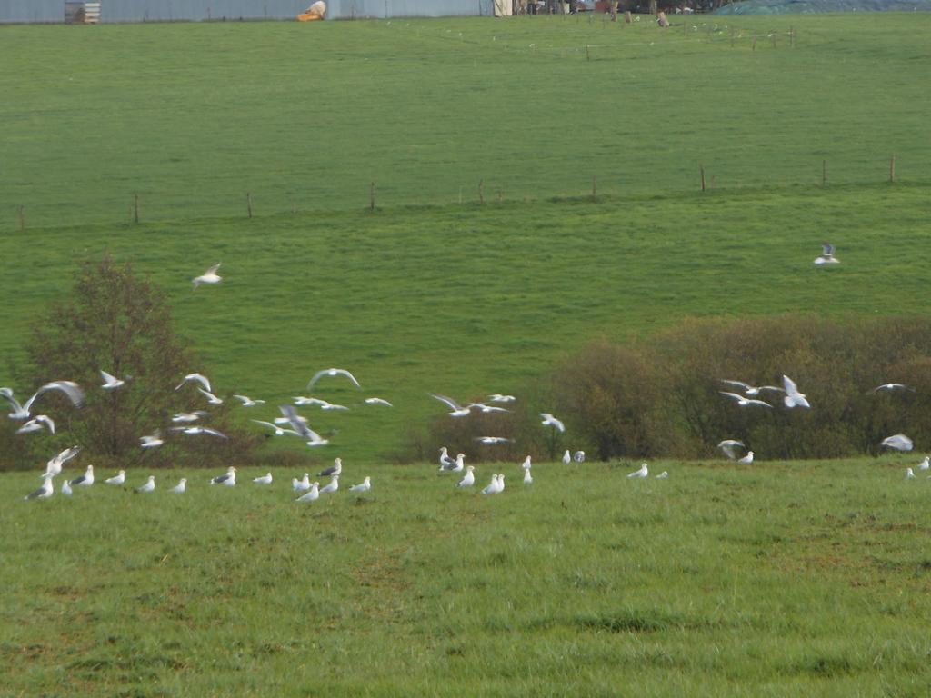 Chambre D'hôtes La Basse Gougeonnière Neuvy-en-Mauges Esterno foto
